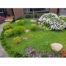 Dichondra 1 Emerald Falls Plants Hanging basket Cascading Ground Cover repens 